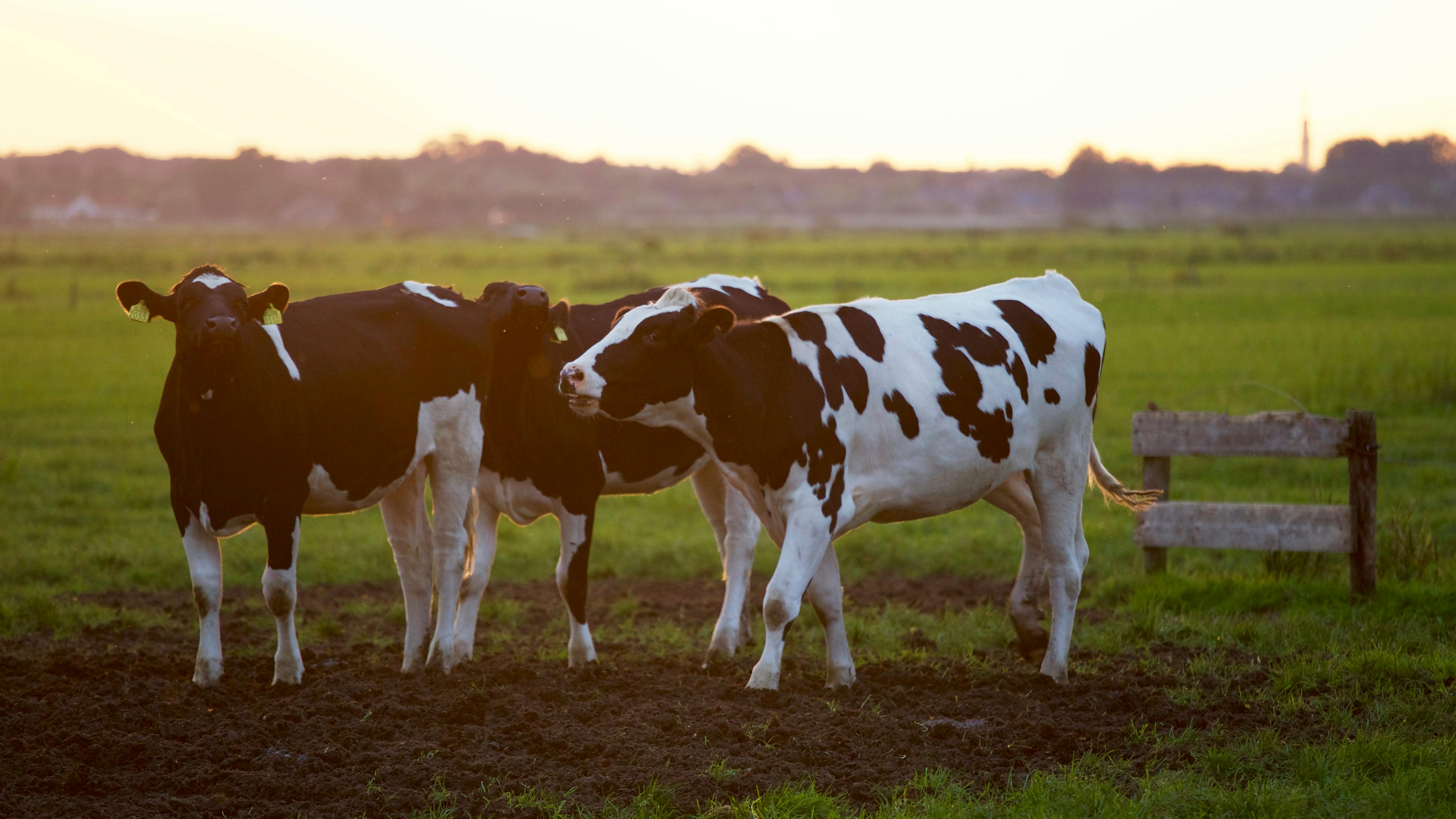 Kenyan agronomist consulting with farmers via website